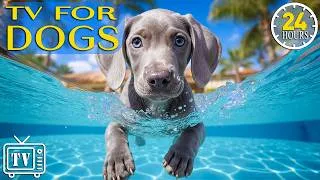 Thumbnail: All Day Dog TV: Anti-Anxiety Music for Dogs Home Alone | Dog TV for Dogs Separation Anxiety