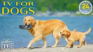 Thumbnail: All Day Dog TV: Best Calming Music for Dogs | Dog TV 24/7 to Reduce Stress & Boredom Fast
