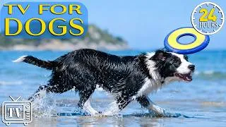 Thumbnail: All Day Dog TV: Best Calming Music for Dogs to Reduce Stress & Boredom | Dog TV for Dogs