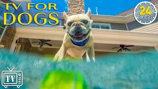 Thumbnail: Dog TV: Best Anti-Anxiety Videos for Dogs to Watch with Relax Music - Entertainment Music for Dogs