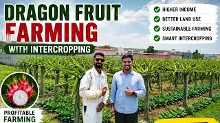 Thumbnail: Organic Dragon Fruit Farm Tour | Intercropping Success Story | Green Agri 