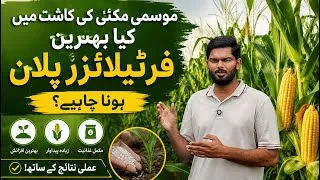 Thumbnail: موسمی مکئی کی اچھی پیداوار کیسے حاصل کریں؟