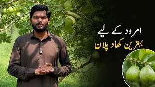 Thumbnail: امرود کے باغات کے لیے بہترین کھاد پلان