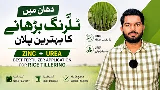 Thumbnail: Second Fertilizer Application in Rice Crop | دھان کی فصل میں زنک کا استعمال