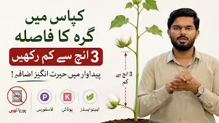 Thumbnail: How to increase fruit of Cotton Crop?