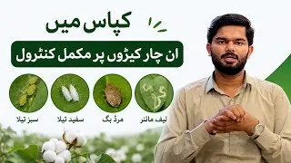 Thumbnail: Complete Control of Green Aphids, Whiteflies, Mirid Bugs & Leaf Miners in Cotton 