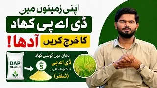 Thumbnail: Cut DAP fertilizer Cost in Half! | The Secret role of Sulphur in Rice Farming