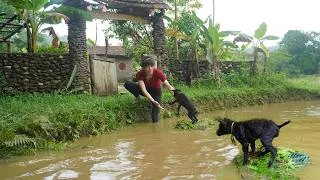Thumbnail: The flood season brought high water levels and the rescue of the puppy - Harvesting sour plums fruit