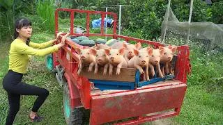 Thumbnail: Buy Many Of Piglets from Farmers - Use 4-wheeled Vehicle Transport Piglets To The Farm For Raising