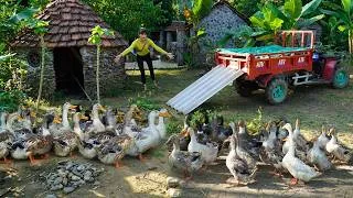 Thumbnail: Harvesting ducks, bananas, papayas, peanuts, and cassava after one year of farming