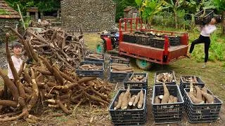 Thumbnail: Harvested a lot of cassava tubers to sell - Daily life of farmers