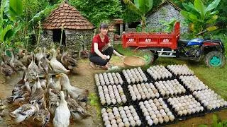 Thumbnail: Harvested 1000+ Duck Eggs on The Farm - Use Truck to Transport Many Ducks Eggs Go To Sell