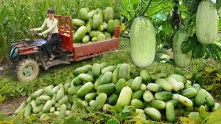 Thumbnail: Young woman harvests small watermelon - Transport and sells small watermelon in a rural area