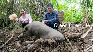 Thumbnail: A sow ran into the forest and gave birth to a litter of wild boar piglets. Robert Green forest life 