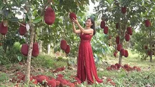 Thumbnail: Red Elegance in Jackfruit Grove | Captivating Orchard Scene | Jackfruit | @greenfruitchannel