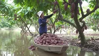 Thumbnail: Cocoa Harvesting Process |From Pod to Chocolate |Cocoa Farming |Fruit picking |@greenfruitchannel