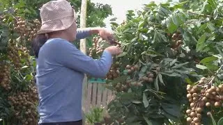 Thumbnail: Woman Harvests Bunches of Sweet Longan Fruit |Satisfying Farm Life in Nature |@greenfruitchannel