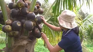 Thumbnail: Palm fruit harvesting |Palmyra palm |Fruits |How to cultivate Palmyra Palm |@greenfruitchannel