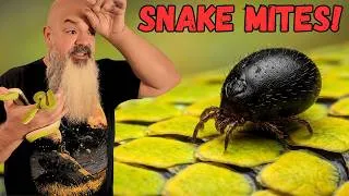 Thumbnail: The New Snake Mite Treatment That Actually Works