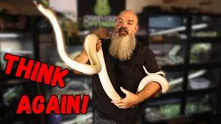 Thumbnail: The Truth About Superdwarf Reticulated Pythons