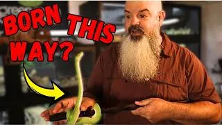 Thumbnail: These Snakes Have Personality — Nature or Nurture?