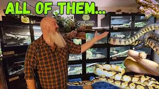 Thumbnail: I Have This Many Snakes… (Full Reptile Room Tour)
