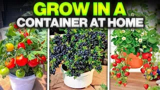 Thumbnail: 10 Best Container Garden Plants || Best Vegetables, fruits and herbs to grow in a container at home