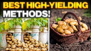 Thumbnail: The High Yield Method: How to grow potatoes at home 🥔 || Best way to Grow Potatoes for Beginners