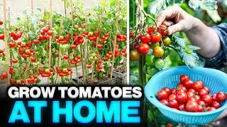 Thumbnail: How to grow tomatoes at home and save some money 🍅 || Grow Tomatoes in pots for Beginners