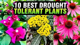 Thumbnail: 10 Drought Tolerant Plants that can Survive DRIEST Conditions ☀️🪴|| Best Low-Water Plants