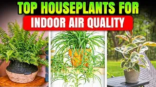 Thumbnail: Top Houseplants for Indoor Air Quality || Beginner-Friendly Houseplants for Cleaner Air