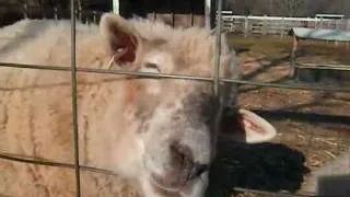 Thumbnail: Goats, Sheep, & Ponies