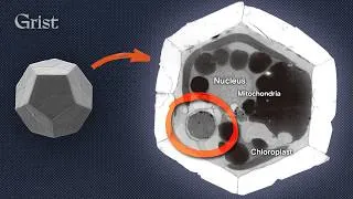 Thumbnail: This cell just changed biology