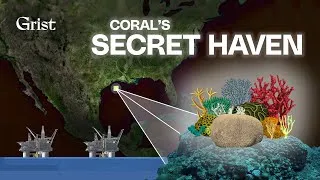 Thumbnail: One of the world’s healthiest coral reefs is in an oil field