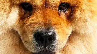 Thumbnail: Unbelievable Chow Chow Grooming [4K] [CC]