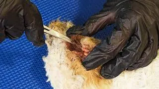 Thumbnail: Cleaning Severely Matted Ears Of A Neglected Dog