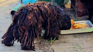 Thumbnail: You Won't Believe How He Looks After The Grooming