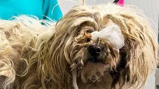 Thumbnail: I Accidentally Changed This Dog’s Identity