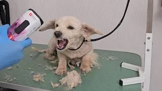 Thumbnail: Saving The Aggressive Dog Full of Foxtails