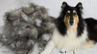Thumbnail: HUGE UNDERCOAT REMOVAL - Rough Collie Grooming 4K