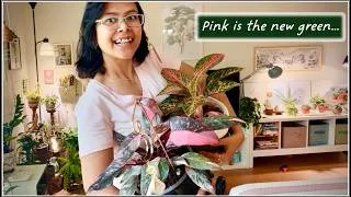 Thumbnail: Summer 2026 Houseplant tour