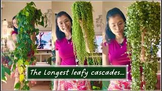Thumbnail: My longest trailing houseplants collection in summer of 2026