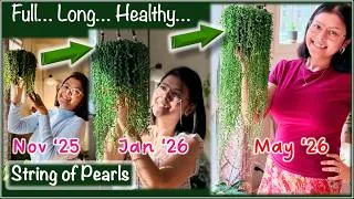 Thumbnail: I Ignored Internet Plant Influencers & My String of Pearls Exploded (The REAL Care Guide)!