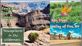 Thumbnail: Plant tour for the true "houseplants" lovers... See how these grow outdoors & in the wilderness...