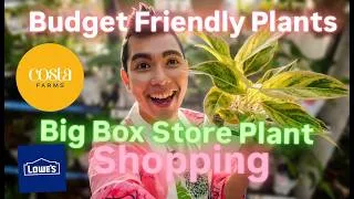 Thumbnail: Big Box Store Plant Shopping at Lowe's Costa Farms Summer Rare Plant Finds Cheap and Budget Friendly