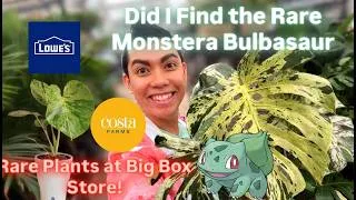 Thumbnail: Newest Costa Farms Trending Tropicals Monstera Bulbasaur Big Box Store Rare Plant Shopping at Lowe's