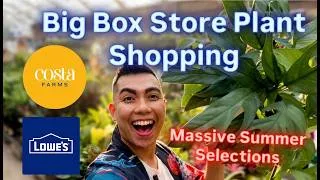 Thumbnail: Big Box Store Plant Shopping at Lowe's Rare Summer Plant Finds Budget Friendly Plants Easy Care