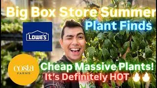 Thumbnail: Extreme Heat Big Box Store Plant Shopping Summer at Lowes Rare Plant Hunting Costa Farms Haul