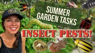 Thumbnail: Dealing with Insect Pests in the Garden--Garden Tasks for Summer: Zone 6