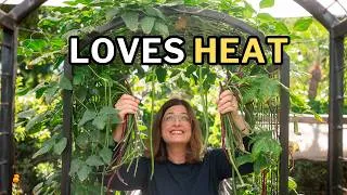 Thumbnail: Yardlong Beans: The Best Bean for Hot Summers